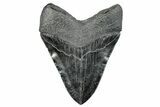 Serrated, Fossil Megalodon Tooth - South Carolina #285008-2